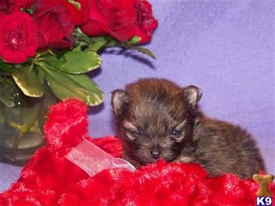 Puppies in Plant city